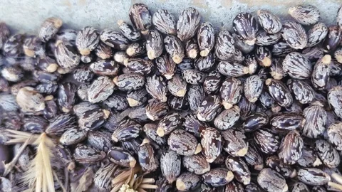 Seeds of Ricinus communis, commonly called castor beans which produce castor oil Stock Footage 327224012