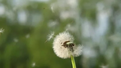 Seeds scattering or blowing of dandelion clock, head of wish flower 库存影片 329940257