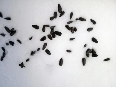 Seeds in the snow Stock Photos