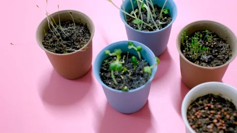 Seeds in soil and greenery in pots on pink background, home gardening concept. Stock Footage 213459012