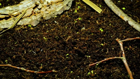 Seeds sprout from the ground close-up Stock Footage 156131622