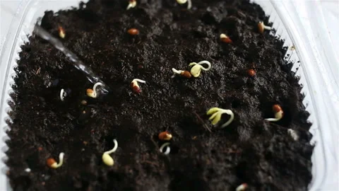 Seeds sprouted in the ground in a container are watered with a thin stream of wa Stock Footage 131830301