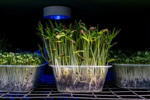 Seeds sprouting under artificial light in a controlled indoor garden setup Stock Photos