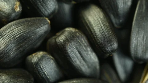 Seeds of sunflower spin closeup macro Stock Footage 121521933