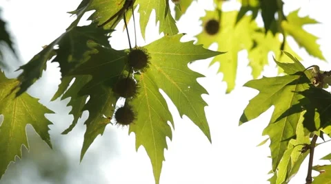 Seeds of sycamore Stock Footage 51667772