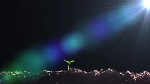 The seeds take root and germinate in the soil Video stock 155732358