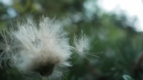 Seeds of thistle moving in the wind Stock Footage 137185095