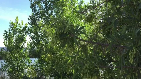 Seeds on a Tree Stock Footage 75593000