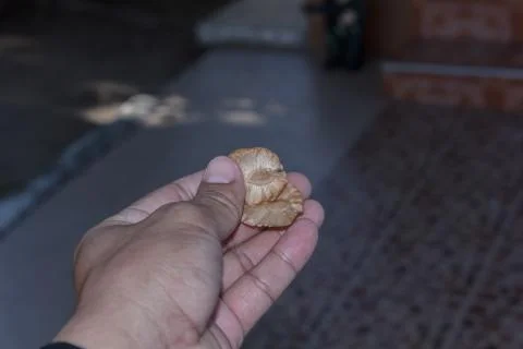 Seeds of the tree in hand. Stock Photos