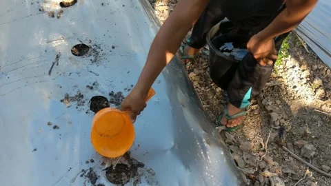 The seeds of the watermelon Stock Footage 273230567