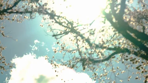 Seeds in the wind in front of skyscraper in melbourne 스톡 동영상 97144879