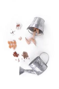 Seeds,beans and buls Stock Photos