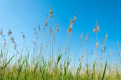 Seedy read Stock Photos