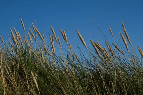 Seegras Stock Photos