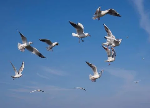 Seegulls fighting for some bread Stock Photos