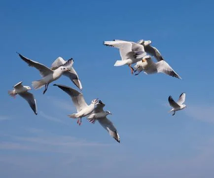 Seegulls fighting for some bread Stock Photos