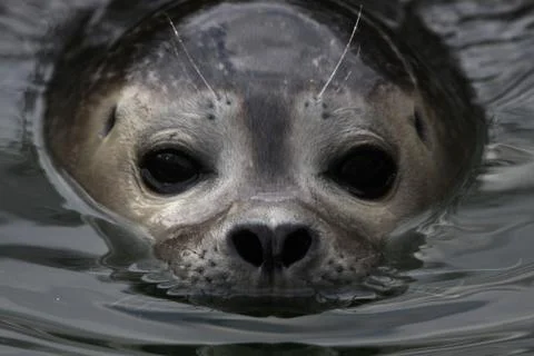 Seehund Foto stock