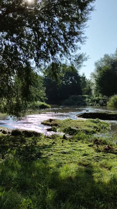 Seeing a beautiful river flow with the sun shining through the trees Stock Footage 220726829
