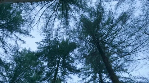 Seeing Branches Beneath Winter Sky. Observing Intertwined Branches Framing Cool Stock Footage 328051582