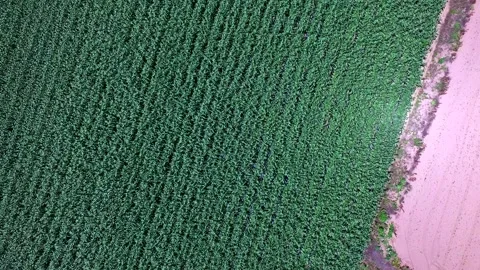 Seeing Cornfields from Above Stock Footage 332856912