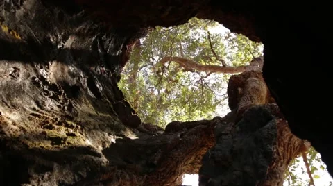 Seeing foliage through Hollow tree Stock Footage 59780046