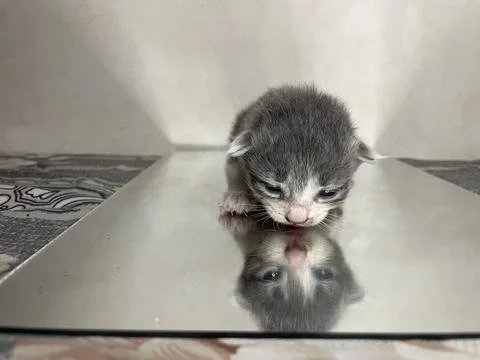 Seeing Shadows 스톡 사진