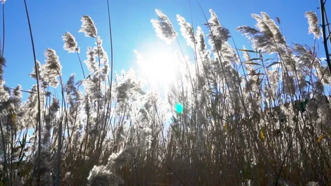 Seeing the sun and light flares through a row of moving reeds. Stock Footage 85621317
