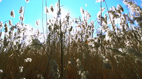 Seeing the sun and light flares through a row of moving reeds. Stock Footage 85624077