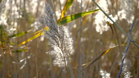 Seeing the sun and light flares through a row of moving reeds. Stock Footage 85912183