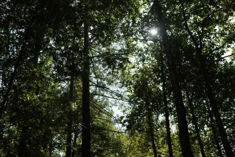 Seeing The Sun Beyond The Trees Stock Photos