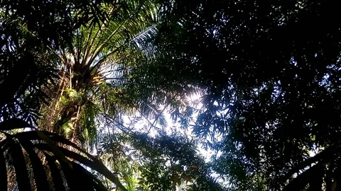 Seeing the sunshine from among the trees Stock-Footage 141543208
