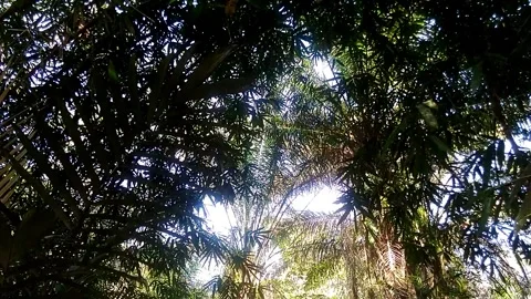 Seeing the sunshine from among the trees Stock-Footage 141543447