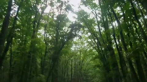 Seeing in the tree Video stock 171102722