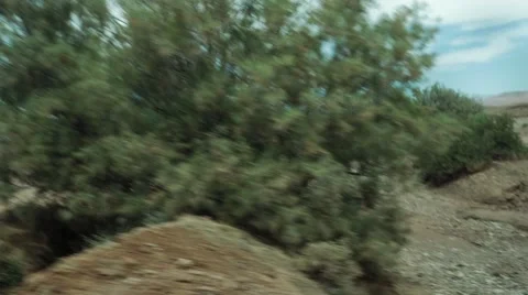Seeing trees from a moving vehicle 02 Stock Footage 67557206
