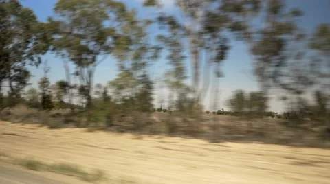 Seeing trees from a moving vehicle 03 Video stock 67532049