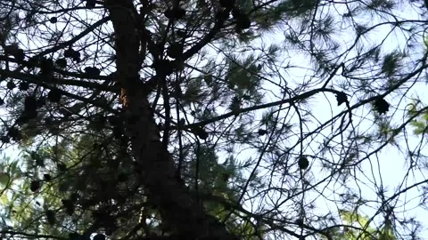 Seeing trees with rotational motion, full HD Stock Footage 132559393