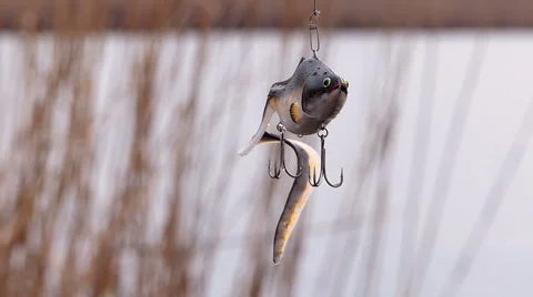 Seeker lures - eel Stock Footage 61003155