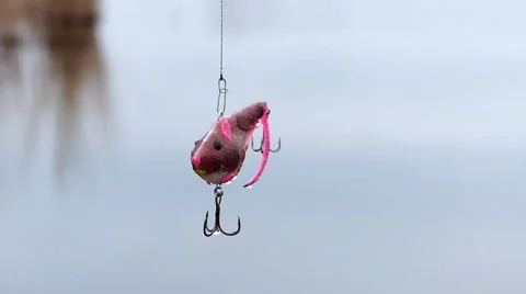 Seeker lures -rat Stock Footage 61003034