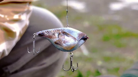 Seeker lures - sparrow Stock Footage 61002848