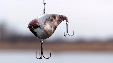 Seeker lures - sparrow Stock Footage 61003028