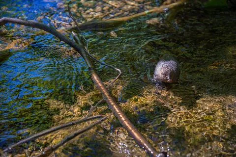 The Seeking Stream Bird Stock Photos