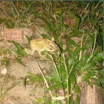 Seekor katak Stock Photos