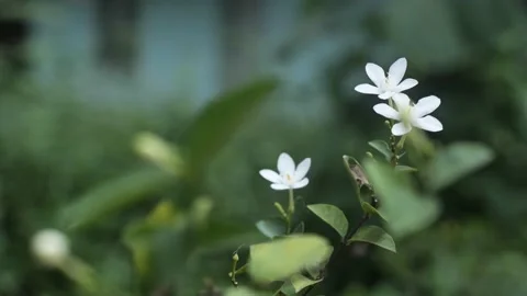 Seelankan Jasmine, slow motion footage Stock Footage
