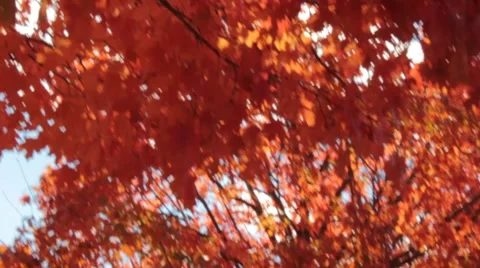 Seemingly Endless Tilt Up Shot of Dramatically Colored Fall Leaves Stock Footage 43177240