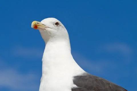 Seemöwe Stock Photos
