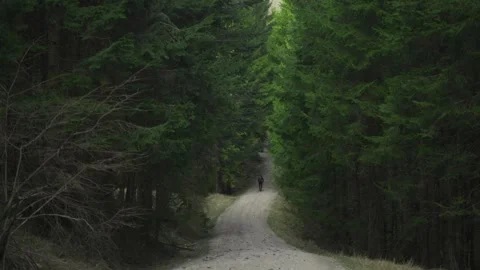 Seen from behind in spring, lone cyclist rides gravel bike through dense pine Stock Footage 316645955