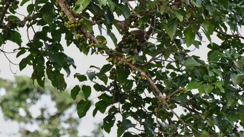 Seen behind thick leaves moving down looking for fruits, Three-striped Stock Footage 269343485