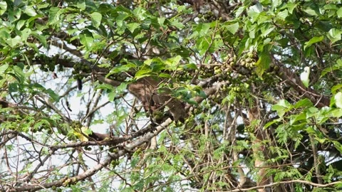 Seen biting off a fruit from the branch and then moves to the right Stock Footage 170925759