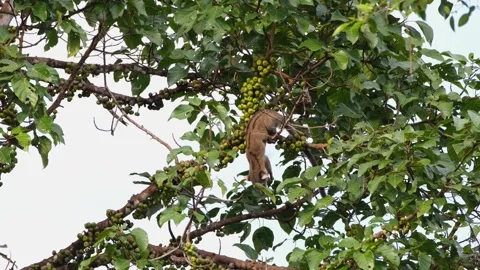 Seen busy looking for a fruit and then jumps down to another branch to Stock Footage 254017904