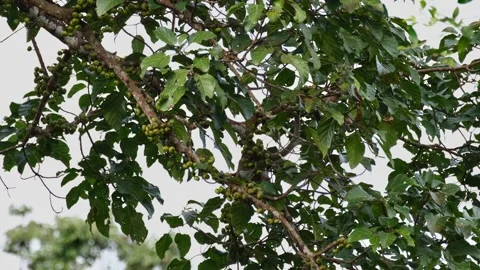 Seen deep in the branch searching for the right fruit to eat, Stock Footage 269507025